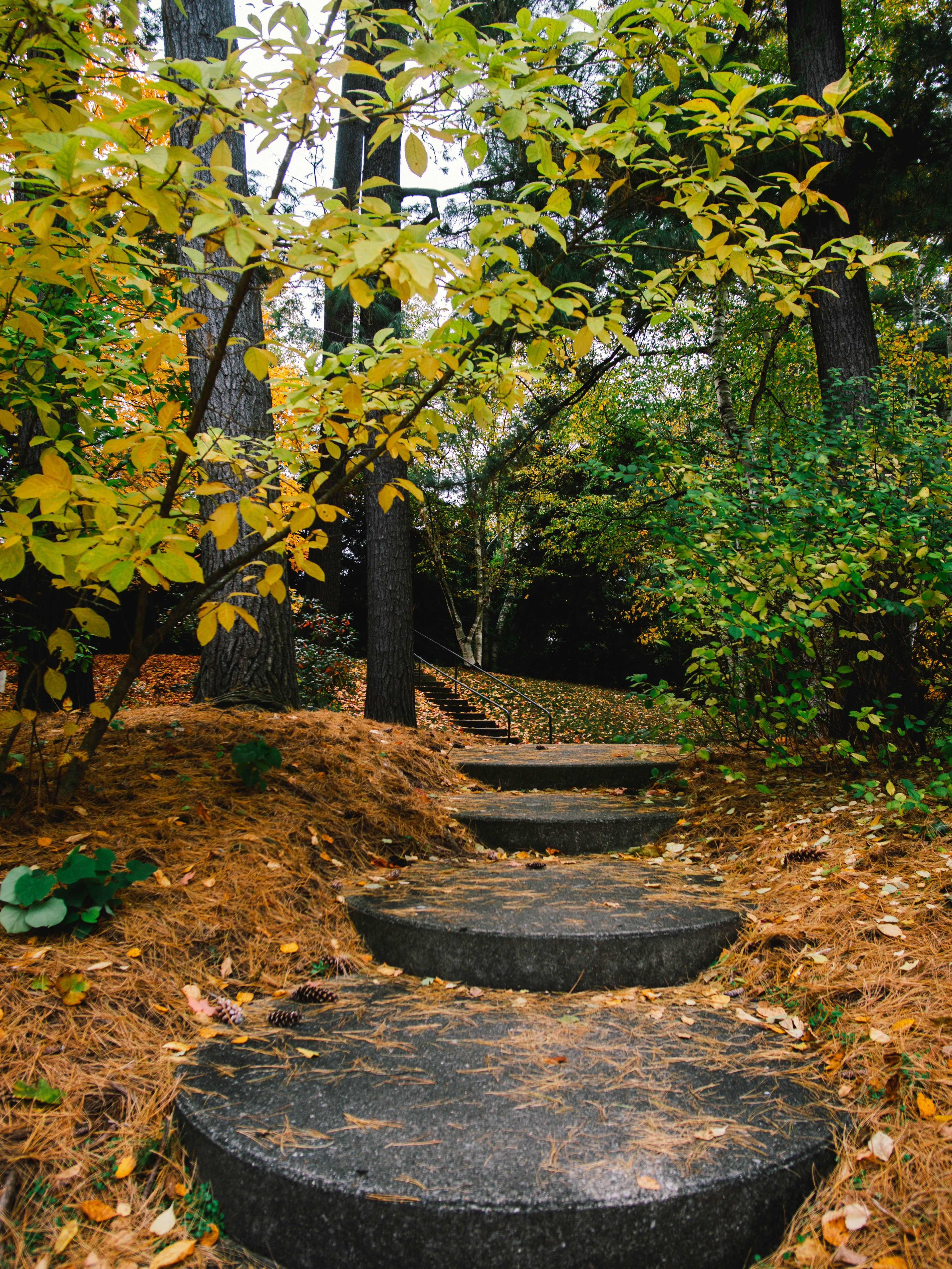 Whiting forest of Dow Gardens