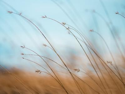 photo of wheat blown by the wind
