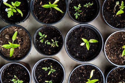 pots with plants growing in them